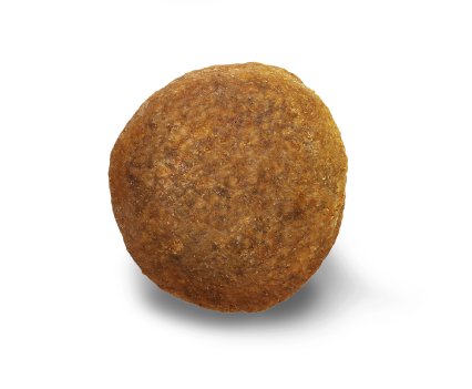 German Shepherd 12 kg