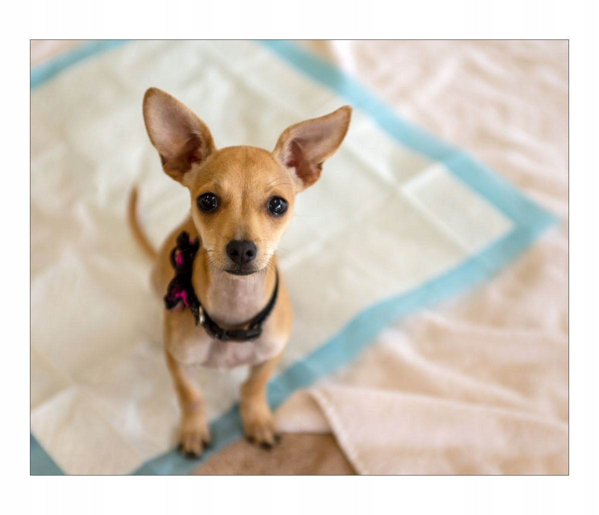 Palutės augintiniams M 40×60 cm, 50 vnt.