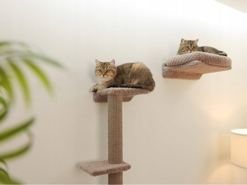 KERBL Monte Alpi Cat komplektas laiptai ant sienos