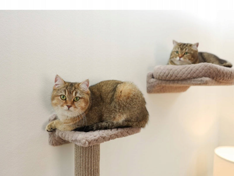 KERBL Monte Alpi Cat komplektas laiptai ant sienos