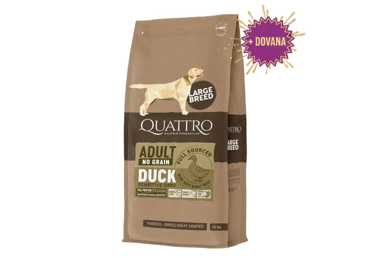 QUATTRO begrūdis didelių veislių suaugusių šunų pašaras su antiena 12kg