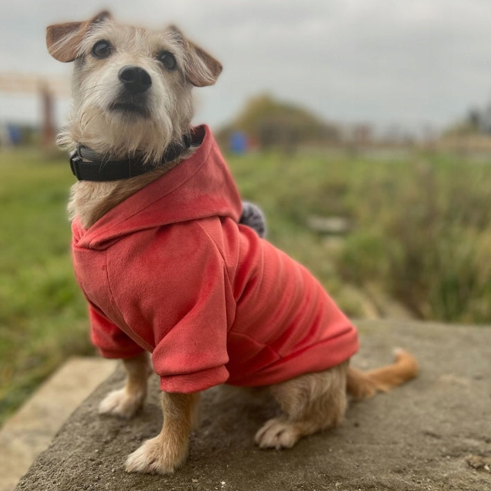 Šiltas veliūrinis megztinis šuniu