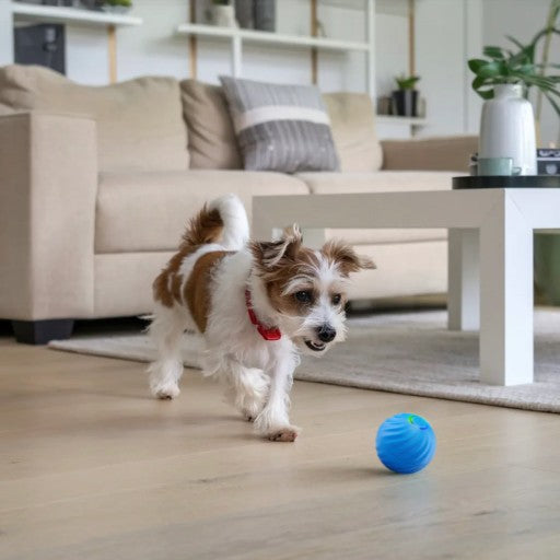 Interaktyvus kamuoliukas šunims