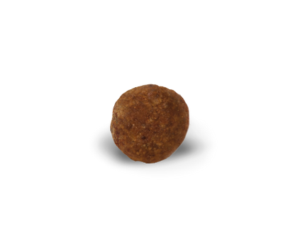 Yorkshire Terrier 1,5 kg