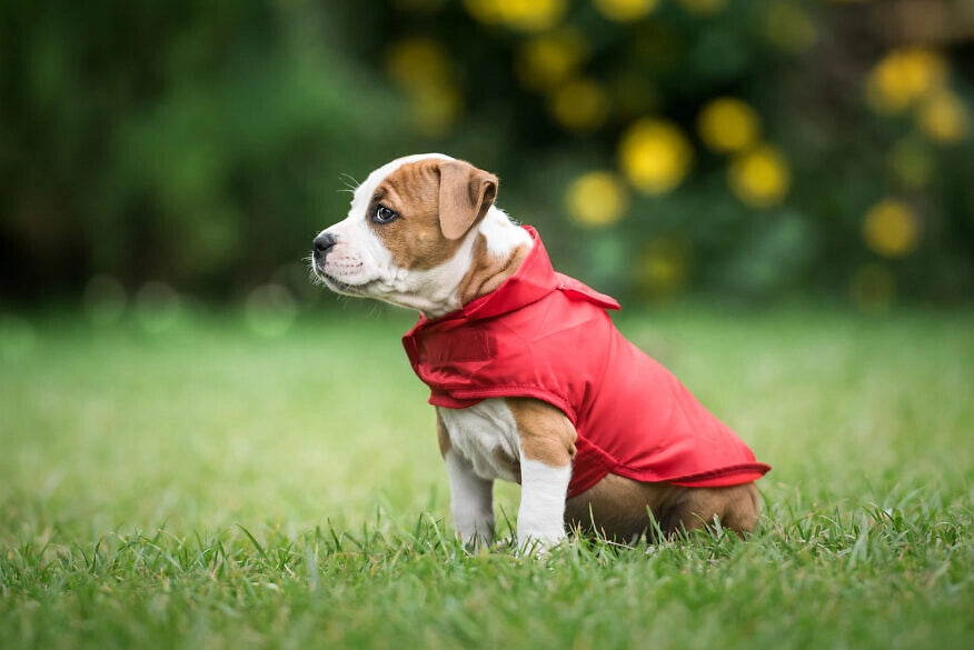 Lietpaltis šunims Amiplay Bristol