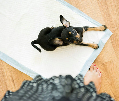 Palutės augintiniams M 40×60 cm, 50 vnt.