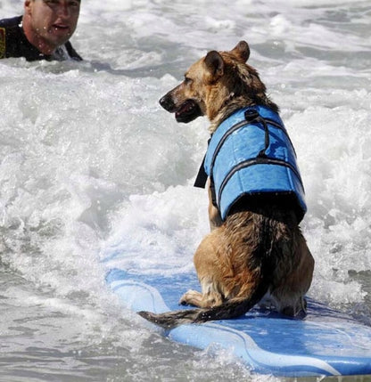Gelbėjimosi liemenė šuniui su šviesą atspindinčias elementais, mėlyna