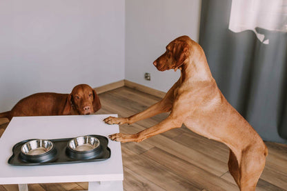 Dvigubas dubenėlis šuniui/katei 2x400ml