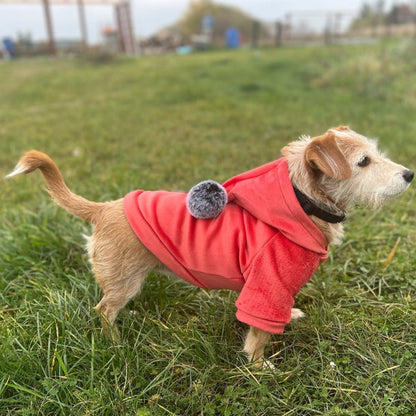 Šiltas veliūrinis megztinis šuniu