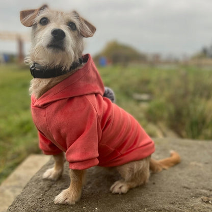 Šiltas veliūrinis megztinis šuniu