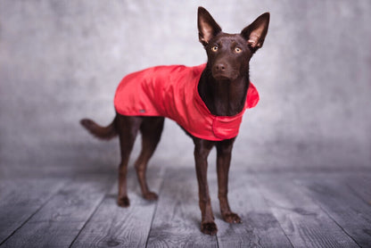 Lietpaltis šunims Amiplay Bristol